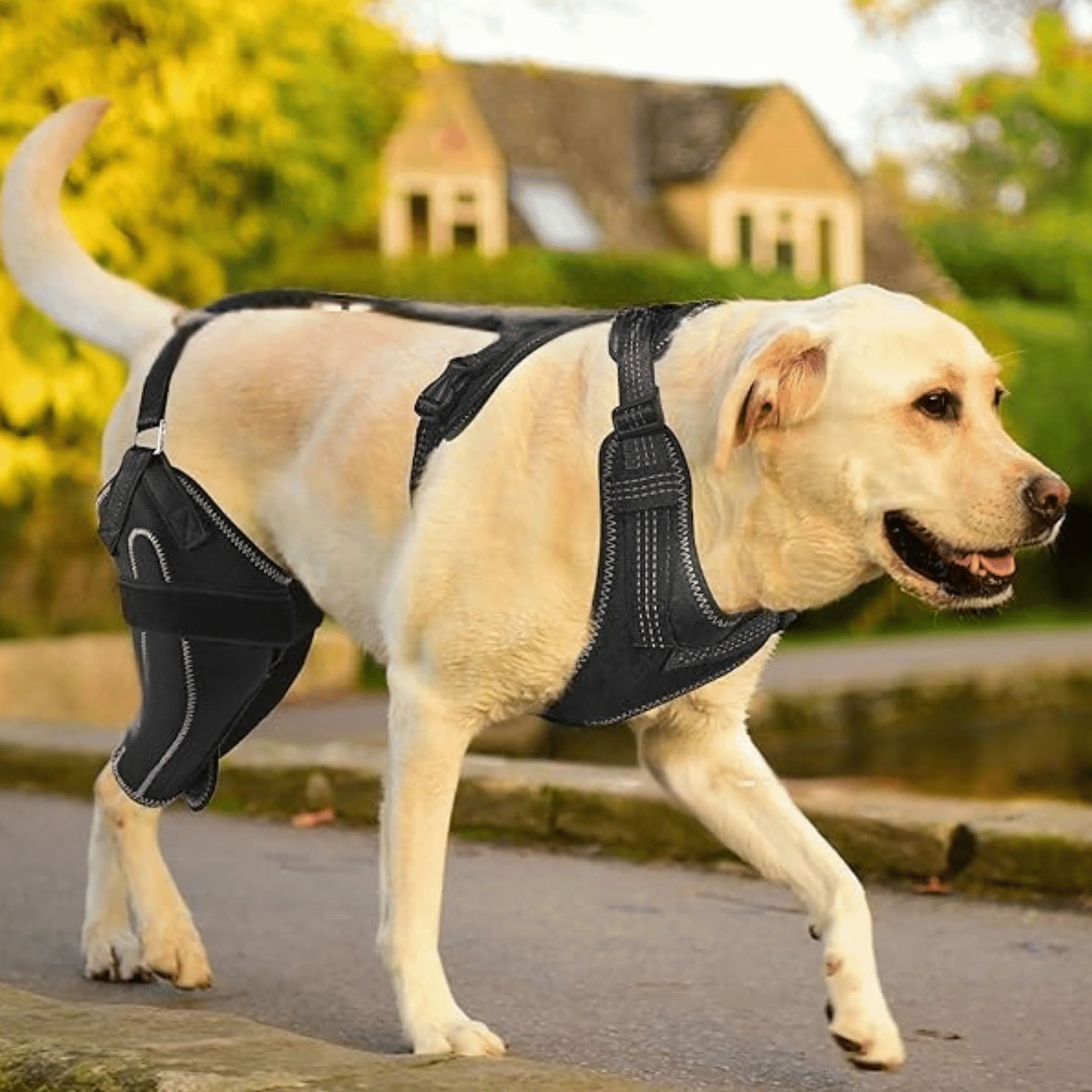 OrtoHund – Kniebandage für Hunde + Kostenloses E-Book
