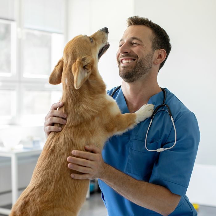 OrtoHund – Kniebandage für Hunde + Kostenloses E-Book